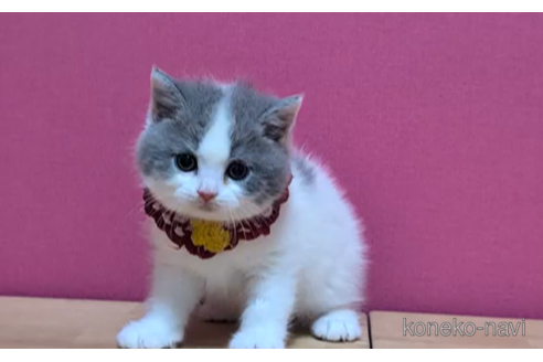 成約済の東京都のスコティッシュフォールド-100482の2枚目